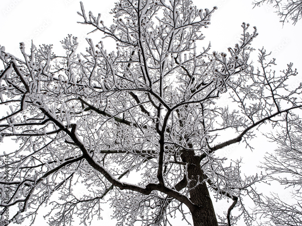 silhouetted tree branches covered with snow silhouetted tree branches covered with snow