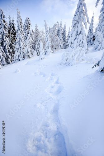 Winter landscape, snow-covered trees in the mountains. Karkonosze, Poland. © Kozioł Kamila