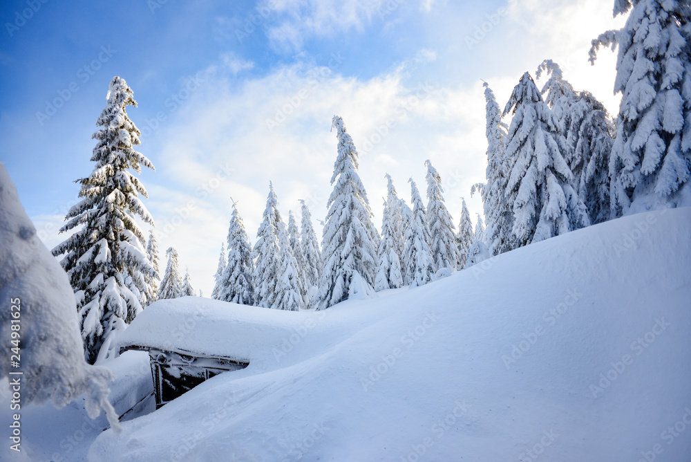 Fototapeta premium Winter landscape, snow-covered trees in the mountains. Karkonosze, Poland.