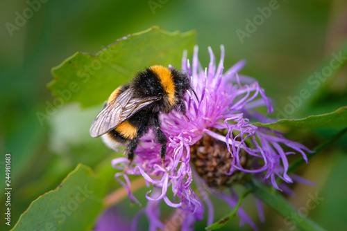 Bumblebee collecting nectar on a violet flower of sow-thistle