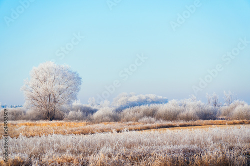 Meadows, bushes and trees covered with frost. Fabulous Winter landscape