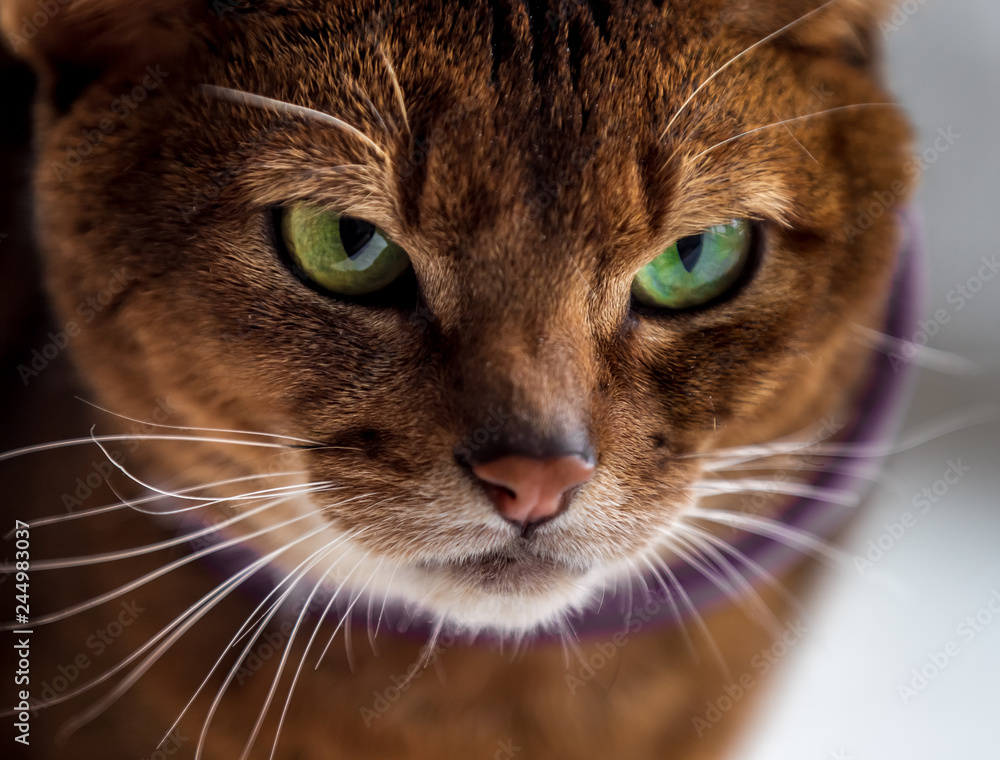 Close portrait of a cat of the abyssinian breed