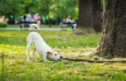 Jack Russell Terrier playing in the park with a stick photo