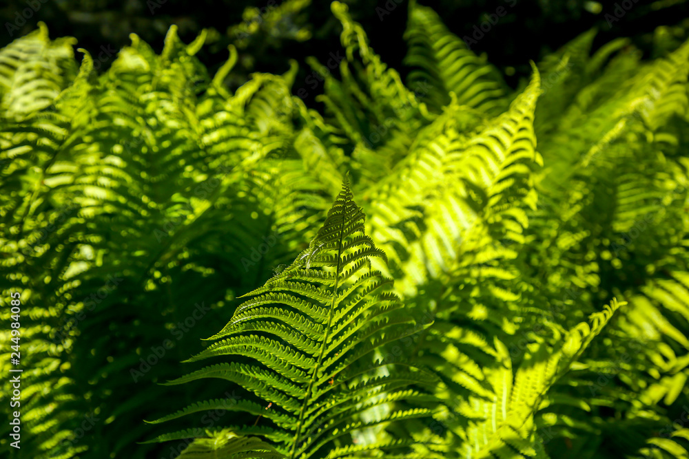 Green fern leaves as background.