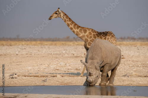 A giraffe and a rhinoceros drinking at a waterhole.