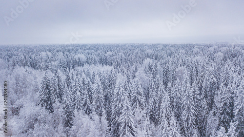 Frozen trees above