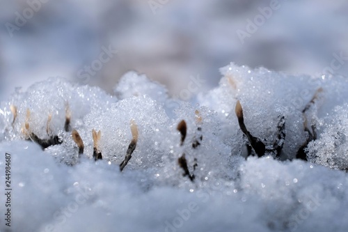 Zimowe grzyby - próchnilec gałęzisty pod śniegiem