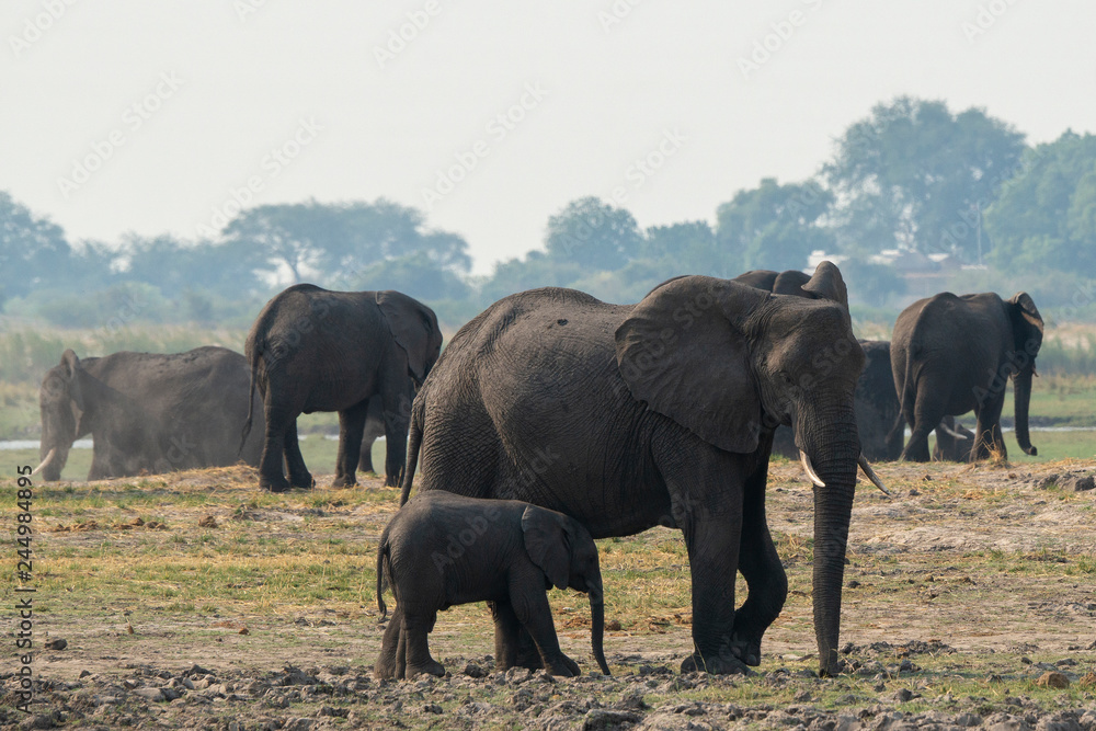 Elephants in Chobe N.P. Botswana.