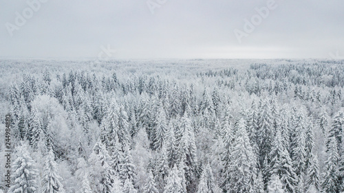 Frozen trees above