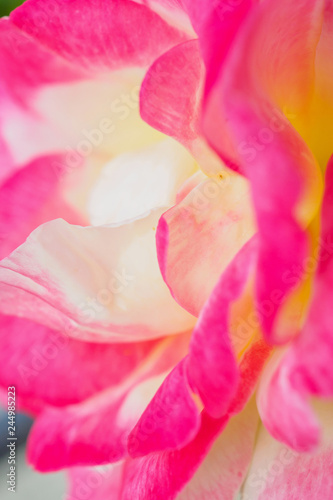 Fototapeta Naklejka Na Ścianę i Meble -  Pink rose flower closeup abstract background