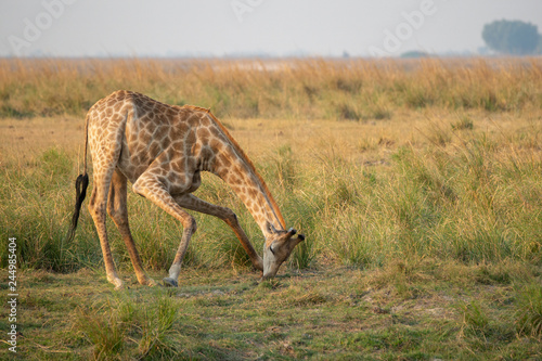 A grazing giraffe in Chobe N.P. - Botswana.