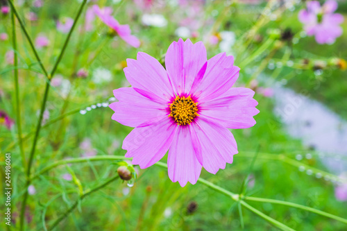 Cosmos flower in the garden  closeup