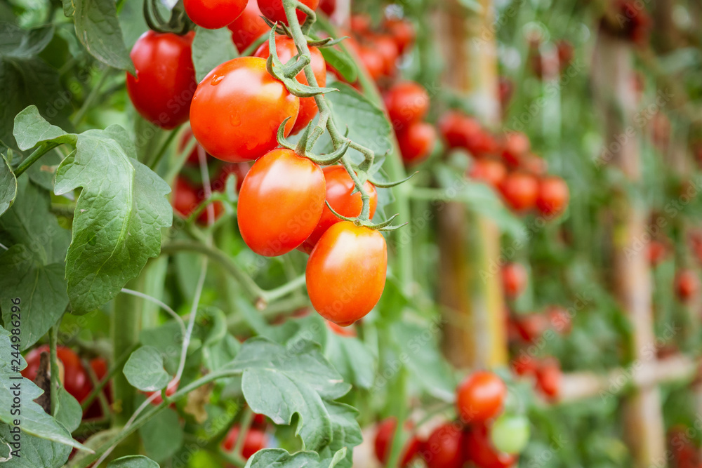 Fresh ripe red tomatoes plant growth in organic greenhouse garden ready to harvest Fresh ripe red tomatoes plant growth in organic greenhouse garden ready to harvest