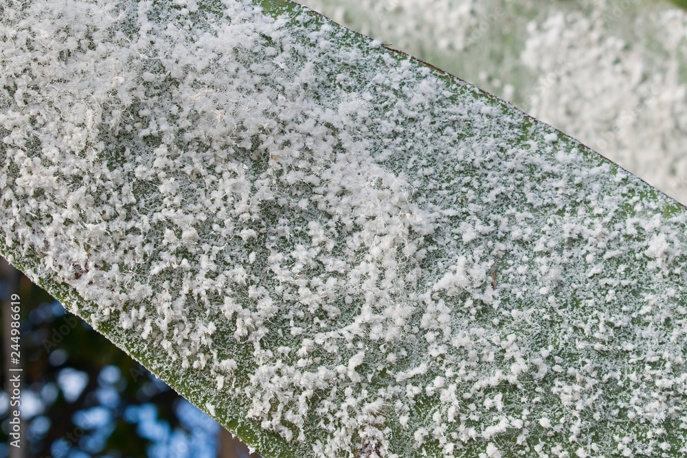 Plant disease. Banana tree leaf massively attacked by colony of Woolly Aple Aphid (Eriosoma lanigerum). Plant disease. Banana tree leaf massively attacked by colony of Woolly Aple Aphid (Eriosoma lanigerum).
