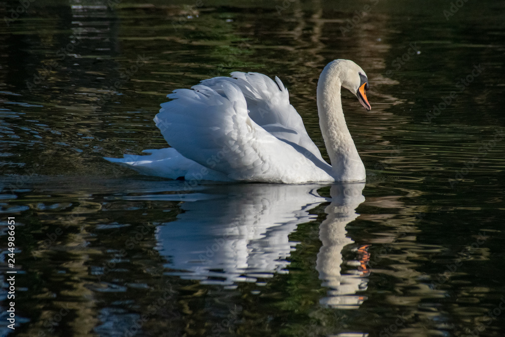 Naklejka premium Adult mute swan showing agression in busking pose with reflection on a still lake
