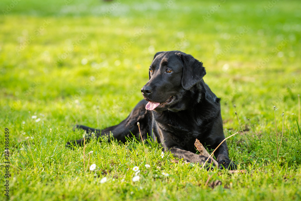 Black Labrador Retriever playing with a stick in a green meadow Black Labrador Retriever playing with a stick in a green meadow