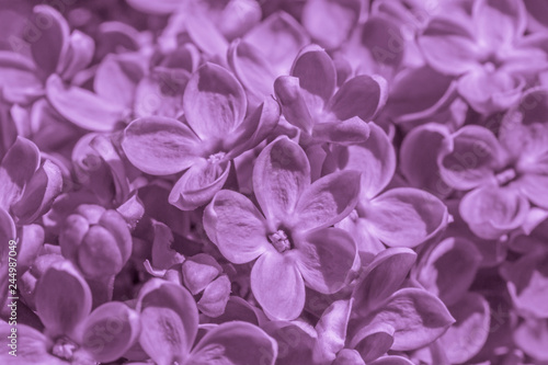 close up of lilac blossoming at spring