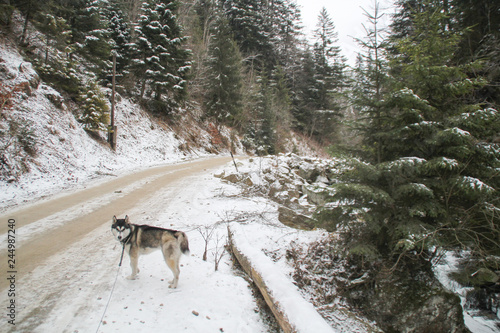 Husky dog runs in the woods. Winter. River. The dog is walking. Interesting dog games on the street. Ukrainian Carpathian Mountains