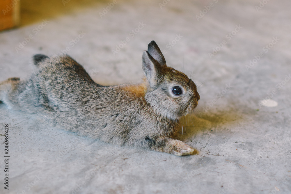 Obraz premium happy rabbit