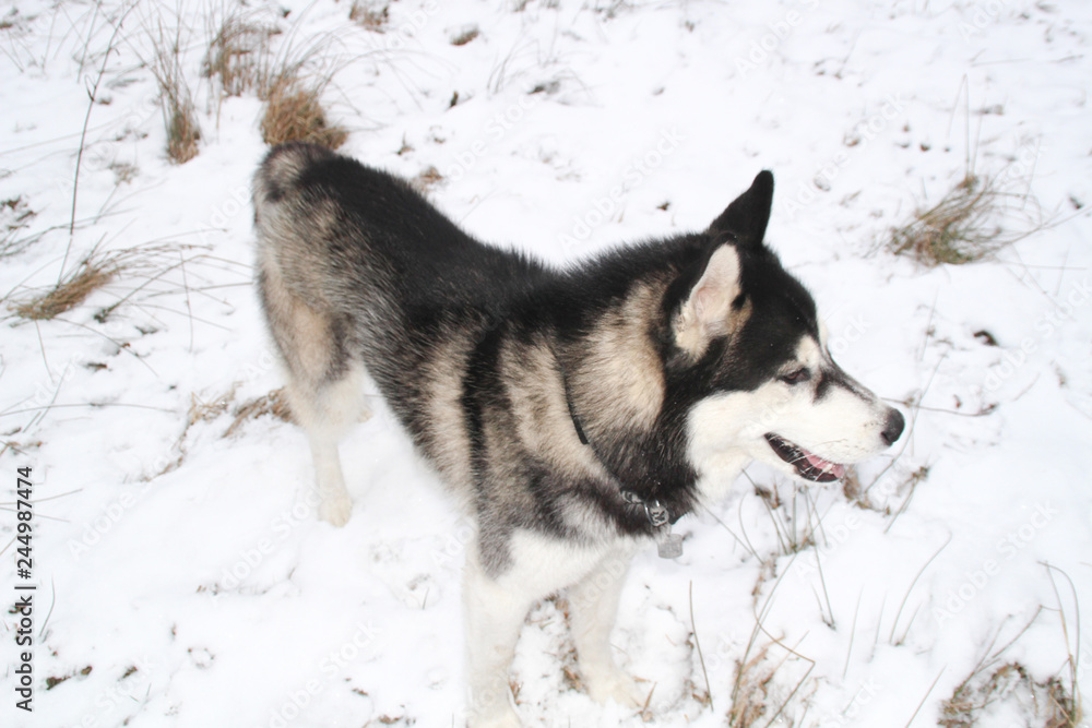 Husky dog runs in the woods. Winter. River. The dog is walking. Interesting dog games on the street. Ukrainian Carpathian Mountains