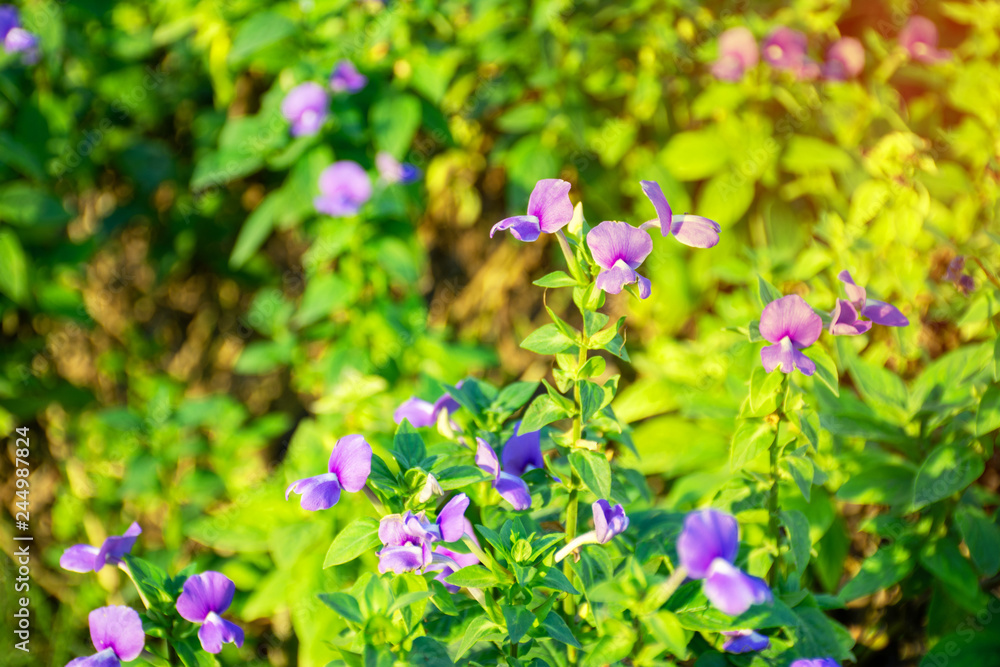 Blue Hawaii flowers in the garden Blue Hawaii flowers in the garden