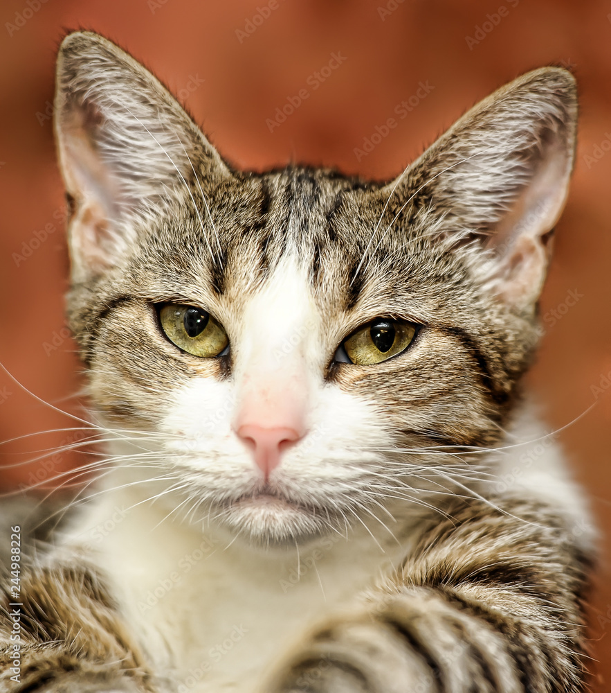 portrait of a cat portrait of a cat