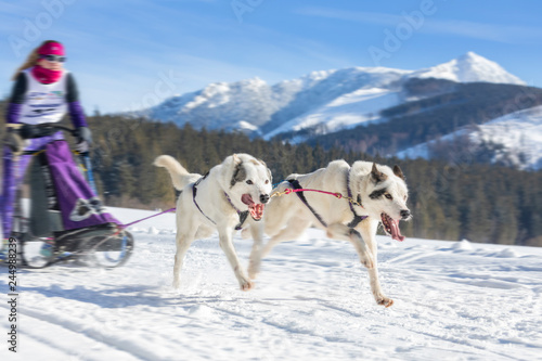 two alaskan husky running on snow in mushers women's race