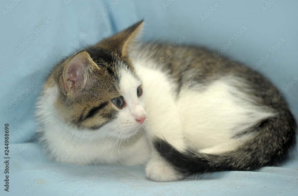 white with a brown kitten on a light blue background white with a brown kitten on a light blue background