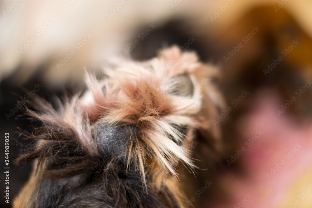 Close up dog's back paw on blurred background. Bernese Mountain Dog lies on human bed. Concept of tender, love, comfort, friendship. Close up dog's back paw on blurred background. Bernese Mountain Dog lies on human bed. Concept of tender, love, comfort, friendship.