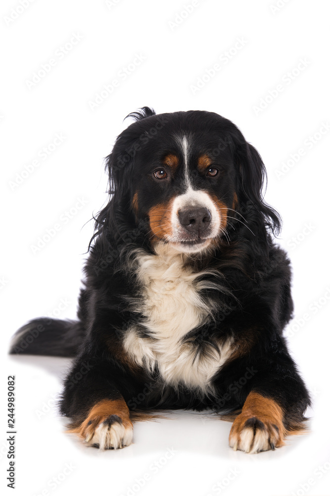 Bernese mountain dog isolated on white background Bernese mountain dog isolated on white background