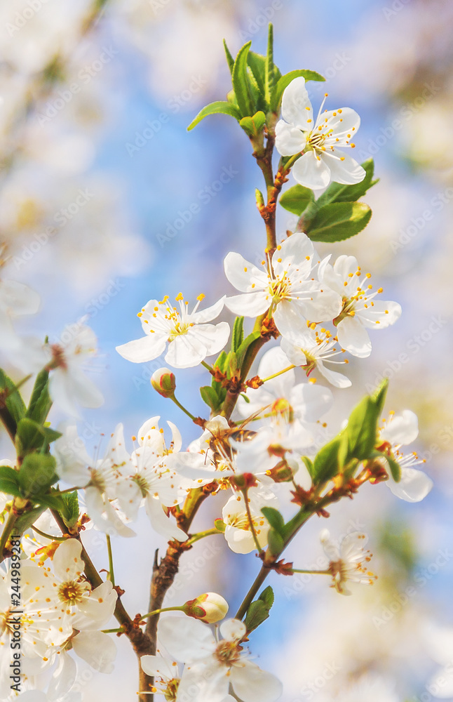 Obraz premium cherry blossoms flowers branch Spring