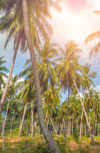 coconut palm tree tropical sunny day