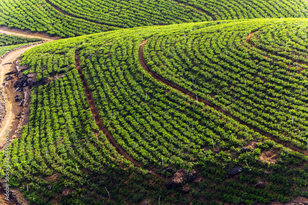 Tea Green leave plantation hill