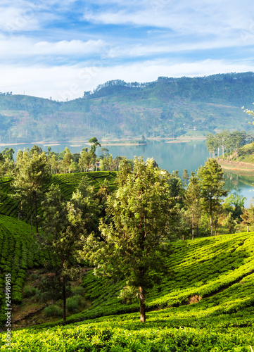 Green tea leaves bushes