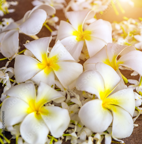 beauty white flower in tropical garden