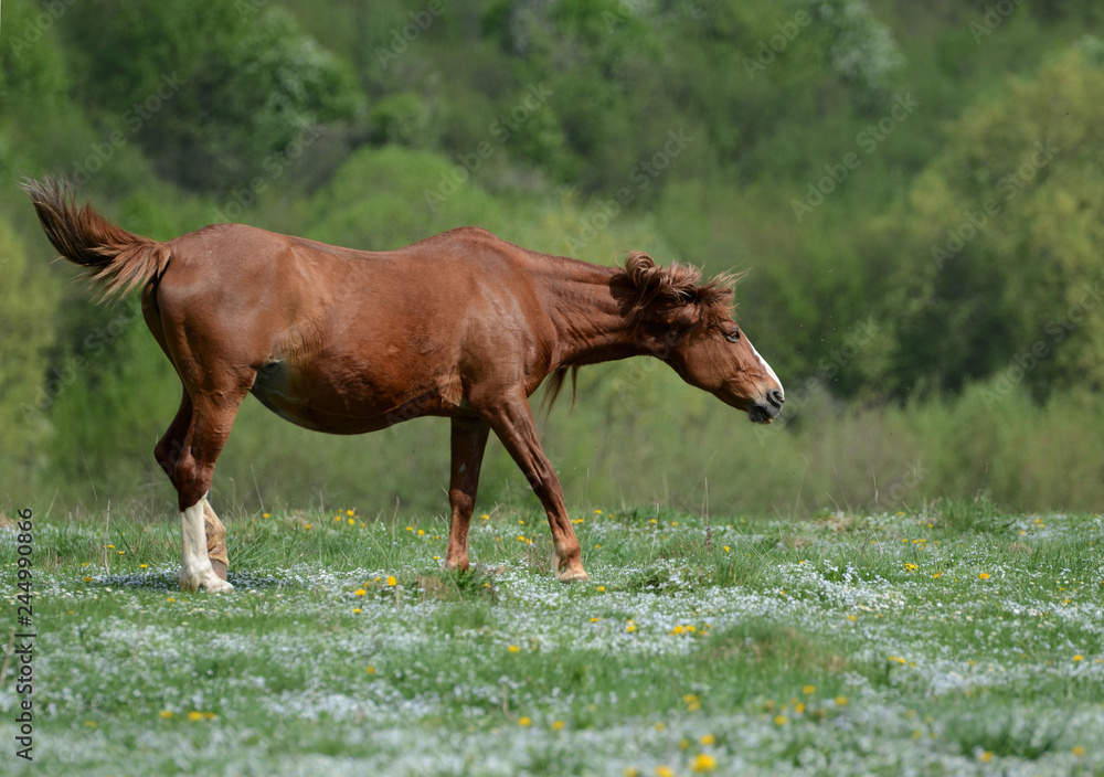 Brown horse is dancing on a green flowered meadow amid forests to escape from annoying flies Brown horse is dancing on a green flowered meadow amid forests to escape from annoying flies