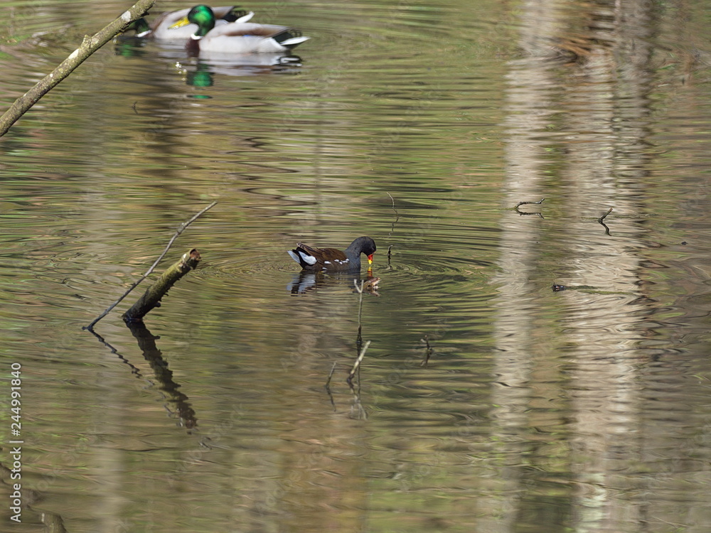 Fototapeta premium Teichhuhn auf Waldteich