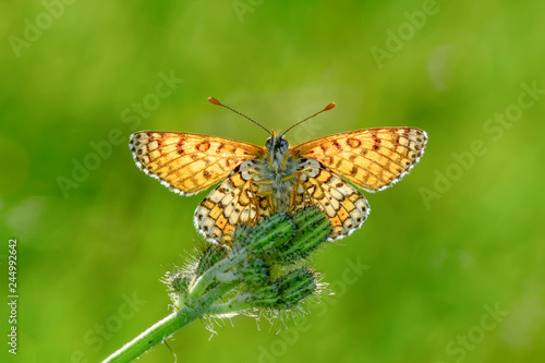 Closeup  beautiful butterflies sitting on flower © blackdiamond67