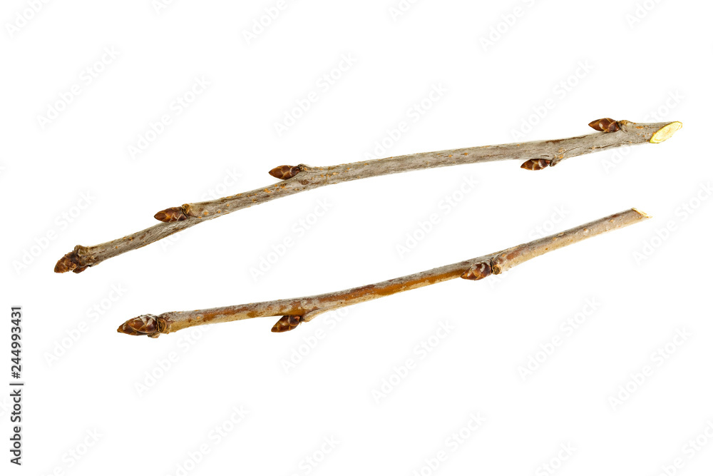 winter branches and bud Prunus avium, macro isolate on a white background winter branches and bud Prunus avium, macro isolate on a white background