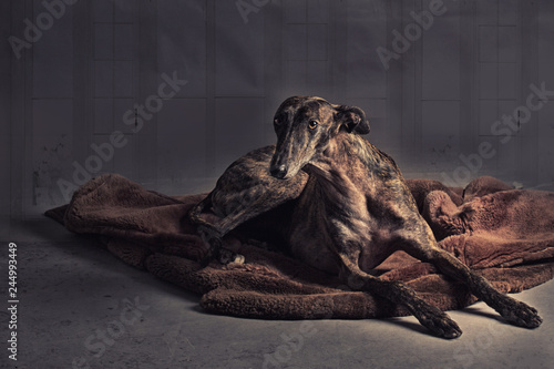 galgo espanol brindle