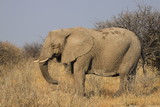 duży stary słoń stojący w trawach sawanny
