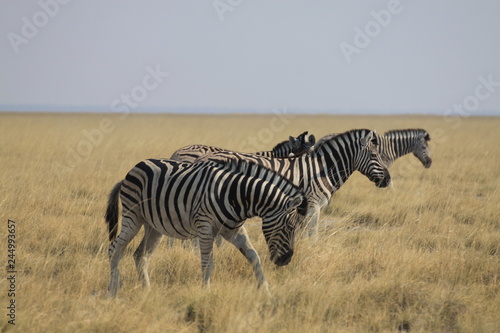 stado zebr wypasające się wśród traw sawanny © KOLA  STUDIO