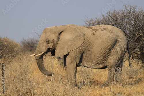 duży stary słoń stojący w trawach sawanny © KOLA  STUDIO