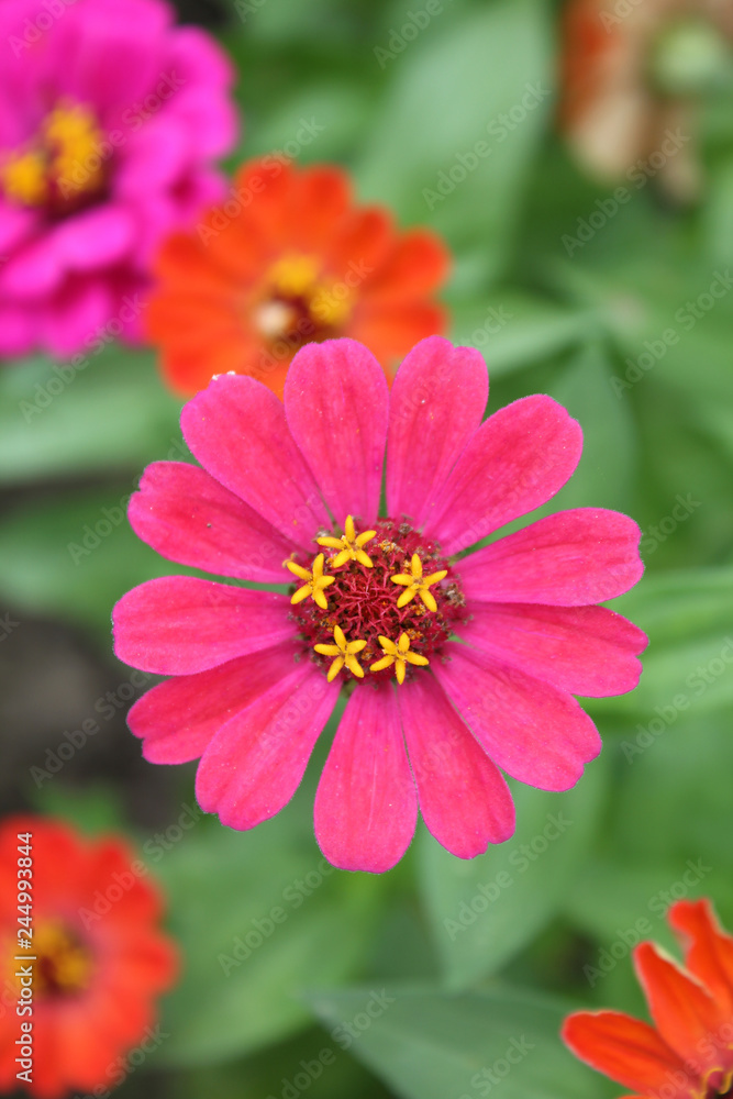Pink and red zinnia flowers