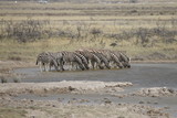 zebry w rzędzie na safari pijące wodę