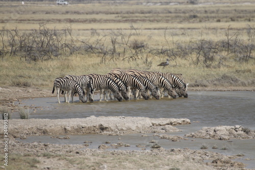 zebry w rzędzie na safari pijące wodę © KOLA  STUDIO