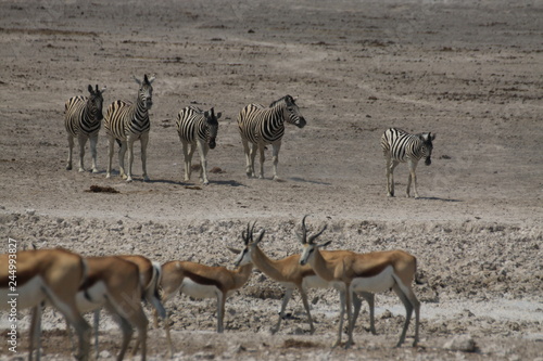 zebry i antylopy przy wodopoju w naturalnych warunkach © KOLA  STUDIO