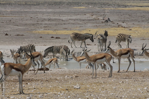 zebry i antylopy przy wodopoju w naturalnych warunkach © KOLA  STUDIO