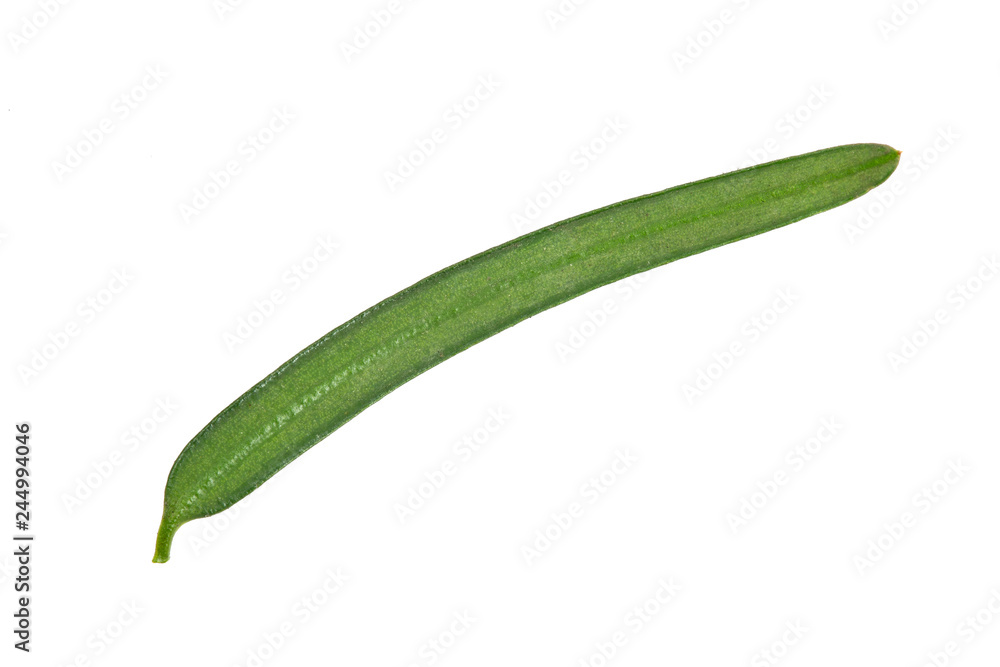 Needle taxus baccata European yew, macro, isolate on a white background Needle taxus baccata European yew, macro, isolate on a white background