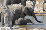 stado słoni stojące w wodzie podczas wodopoju